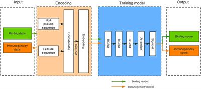 DeepHLApan: A Deep Learning Approach for Neoantigen Prediction Considering Both HLA-Peptide Binding and Immunogenicity